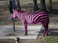 The Fashionably Endangered Rosea Zebra - We had nothing to do with the unfortunate domestication and mass farming of the now ubiquitous Fluorescent Spandex Cattle that resulted from the 80s fashion trends.