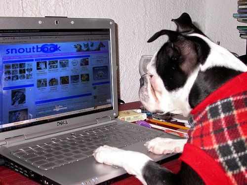 Just a little background... - Snoutbook gives dogs everywhere the opportunity to do something other than lick their crotches to pass the time. But Snoutbook isn't just for dogs! Cats, horses, ferrets, gerbils, wombats, or any other critter is welcome to join the world's fastest growing social networking site.