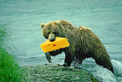 Cheese Eatin'  Bears - One of George and Neal's cheese eating bears preparing to devour its catch of the day. These bears live in Illinois, but forage for food north of the border.