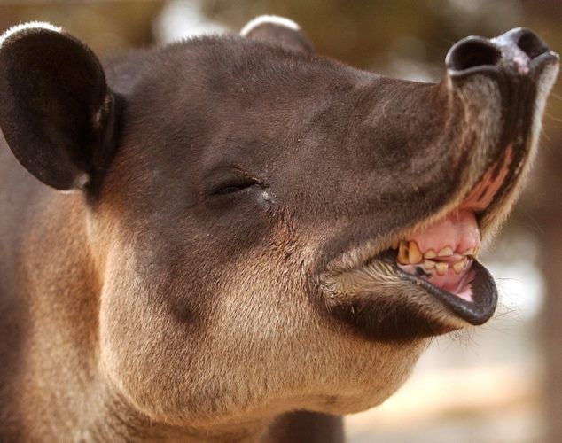  - Isn't he just adorable!  Judging by his teeth, he must not be British.