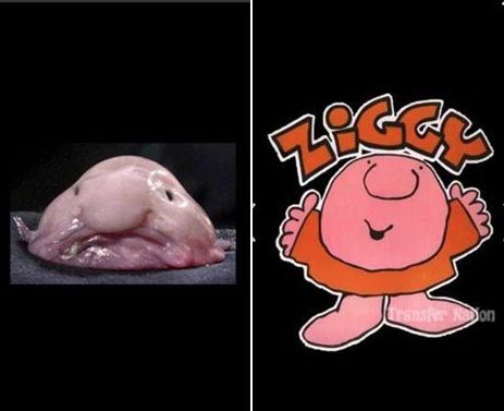 blobfish, Meaning & Origin